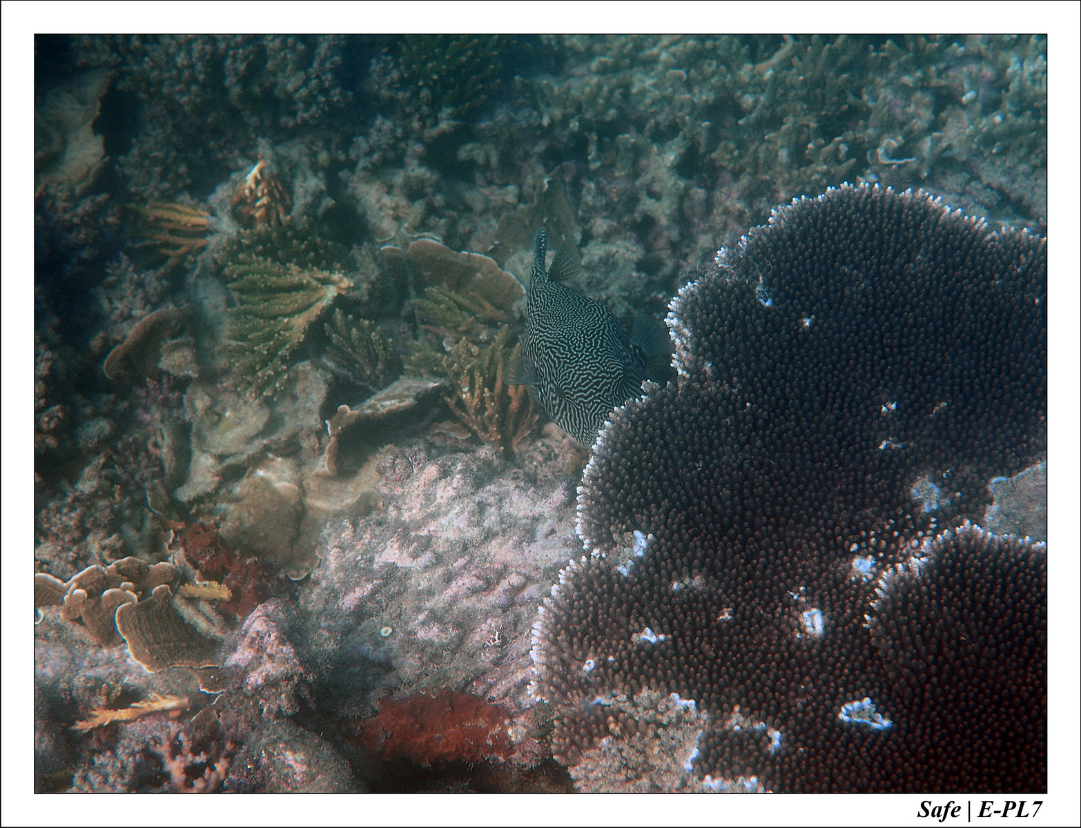 2018 - 08 - Pulau Tinggi - 09